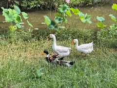 -福建鲤鱼洲酒店