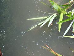-重庆彩云湖湿地公园