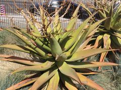 -墨尔本皇家植物园