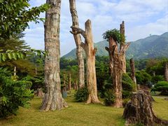 -深圳仙湖植物园