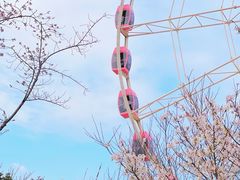 -顾村公园