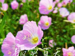 -洋湖国家湿地公园