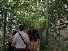 -马陆小张葡萄园农家乐