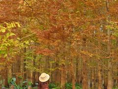 -桤木河湿地公园