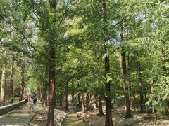 -白水寺森林公园