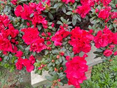 -两河城市森林公园