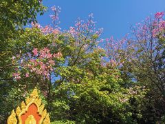 -曼听御花园