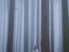-武陵山森林公园