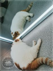 -飞梵造型