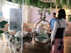 -Husky Go! 哈士奇体验馆·宠物咖啡厅狗咖