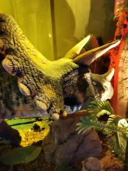 -恐龙探索乐园(磁器口店)