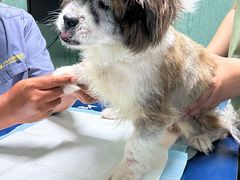 -严国平动物医院(德政总院)