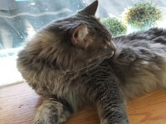 -猫小院猫主题咖啡厅(北锣店)
