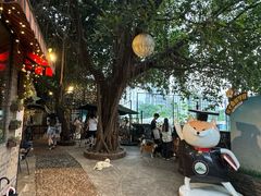 -柴犬高等学院·狗咖·柴犬售卖·宠物训练