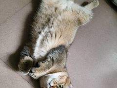 -瑞鹏宠物医院·超声·骨科·奇麟分院(蜀都万达店)