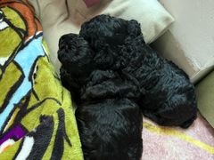 -瑞鹏宠物医院华南总院·夜诊·心脏科·骨科