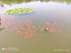 -前关湿地公园