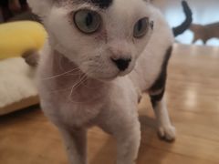 -有喵·猫咖·狗咖·30几只猫10只小狗(岗厦店)