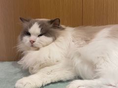 -CAT’S MEWSTAR CAFE·喵星球猫屋(晴湾咖啡店)