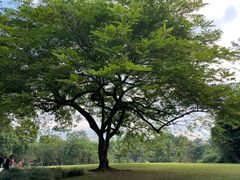 -中国科学院西双版纳热带植物园