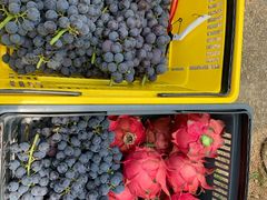 -海堤葡萄园中小学生研学基地