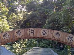 -西双版纳原始森林公园