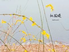 -桃花堤公园