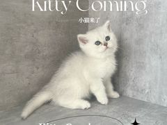 -小猫来了·猫舍(红山六九七九店)