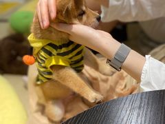 -逗柴咖啡屋·狗咖猫咖宠物桌游