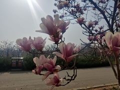 -永定河休闲森林公园