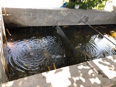 -北京龙庆四季香农家饭庄·灶台鱼·碳烤虹鳟鱼(龙庆峡店)