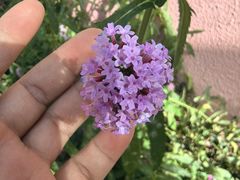 -正佳雨林生态植物园