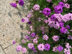 -荔枝公园(福田区)