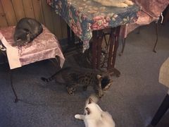 -猫色咖啡·猫咖