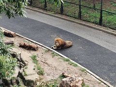 -大连森林动物园