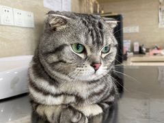 -瑞派天使宠物医院·神经外科·骨科·核磁(洛川中路店)
