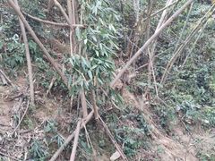-野象谷景区