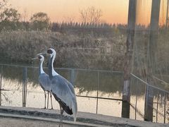 -盐城丹顶鹤湿地生态旅游区