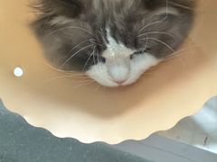 -伟伟宠物医院·瑞派猫友好医院·猫科(光谷店)