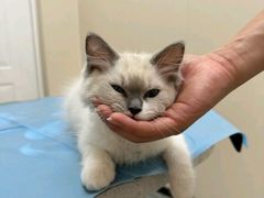 -芭比堂动物医院·CT·微创中心(新顺分院)