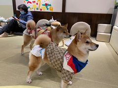-逗柴咖啡屋·狗咖猫咖宠物桌游