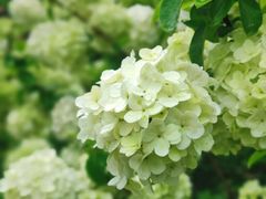 -金水泊山庄·花椒鸡(铁山坪店)