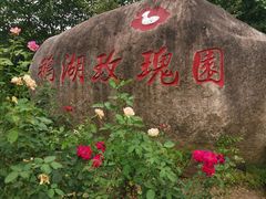 -鹅湖玫瑰文化园