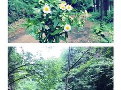 -龙峪湾国家森林公园