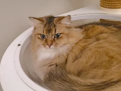 -猫域·湾主题猫咖·宠物吧(南坪城市广场店)