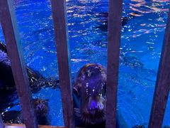 -海合安青岛极地海洋公园