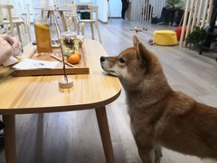 -柴迷FANS CLUB·柴犬狗咖·猫咖