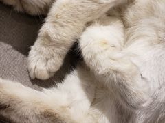 -喵屿·大理花园猫咖