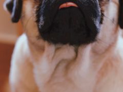 -喜柴咖啡·柴犬狗咖