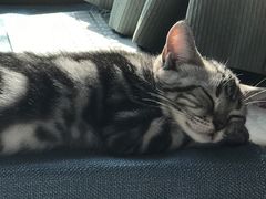 -达爱动物医院·犬猫分区·CT·复杂眼科(远洋山水分院)